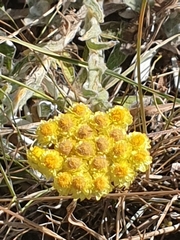 Helichrysum graveolens