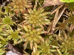 Sphagnum pulchrum