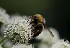 Bombus lucorum