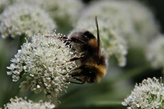 Bombus lucorum