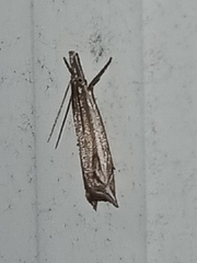 Raphiptera argillaceellus