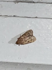 Aglossa disciferalis