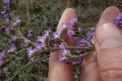Limonium tomentellum