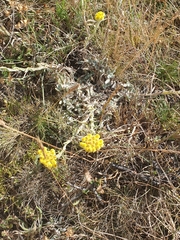 Helichrysum graveolens