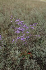 Limonium tomentellum