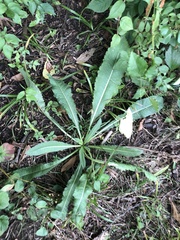 Dipsacus fullonum
