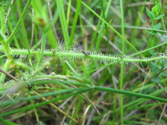 Drosera finlaysoniana