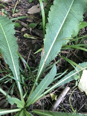 Dipsacus fullonum