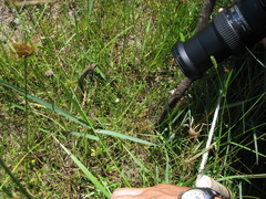 Drosera finlaysoniana