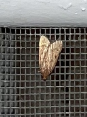Aglossa disciferalis