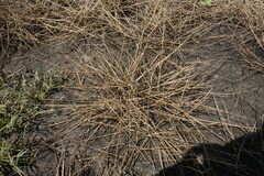 Pholiurus pannonicus
