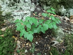 Actaea spicata