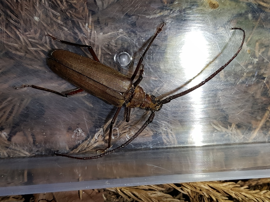 Aegosoma ornaticolle