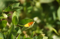 Eudulophasia invaria
