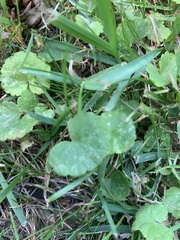 Hydrocotyle americana