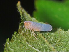 Omolicna