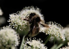 Bombus bohemicus
