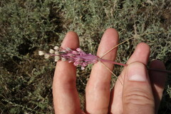 Allium praescissum