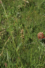 Dactylorhiza viridis