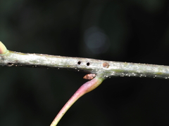 Callirhytis medularis