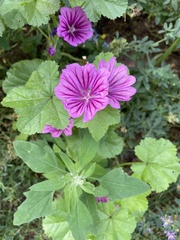 Malva sylvestris