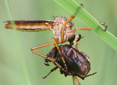 Diogmites sallei
