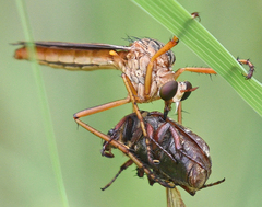 Diogmites sallei