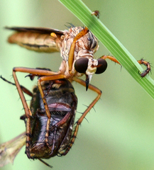 Diogmites sallei