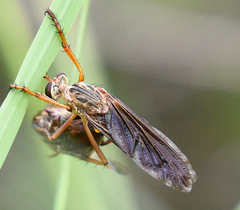 Diogmites sallei