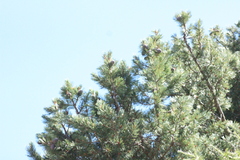 Pinus cembra