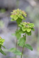 Euphorbia canuti