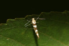 Argyresthia goedartella