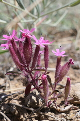 Saponaria prostrata