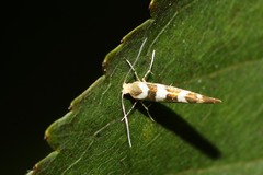 Argyresthia goedartella