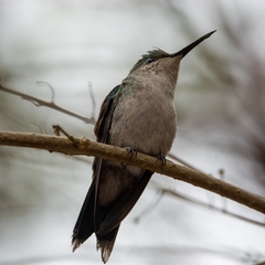 Thalurania glaucopis