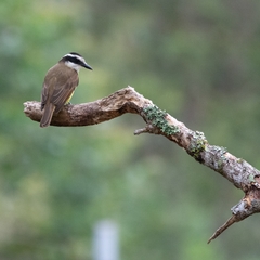 Pitangus sulphuratus