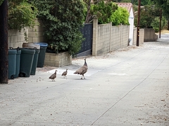 Pavo cristatus