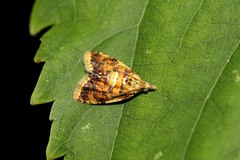 Pseudargyrotoza conwagana