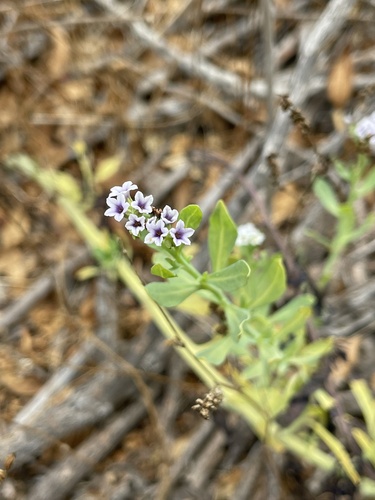 iNaturalist observation photo of alkali heliotrope