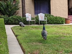 Pavo cristatus