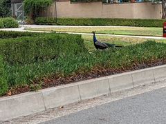 Pavo cristatus