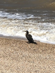 Phalacrocorax carbo
