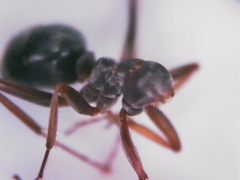 Formica cunicularia