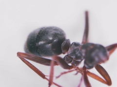 Formica cunicularia