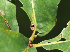 Andricus quercusutriculus