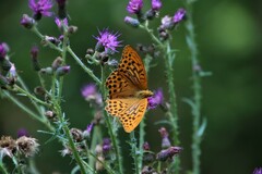 Argynnis paphia