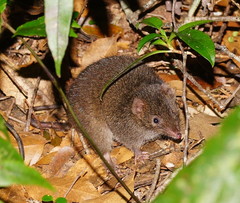 Antechinus mimetes