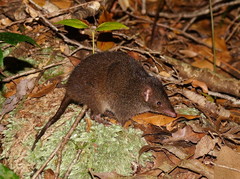 Antechinus mimetes