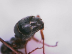 Formica cunicularia