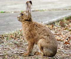 Japanese Hare photo 3